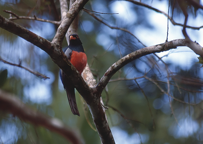 19_Massena's trogon (Slaty tailed trogon), Tortuguero.jpg